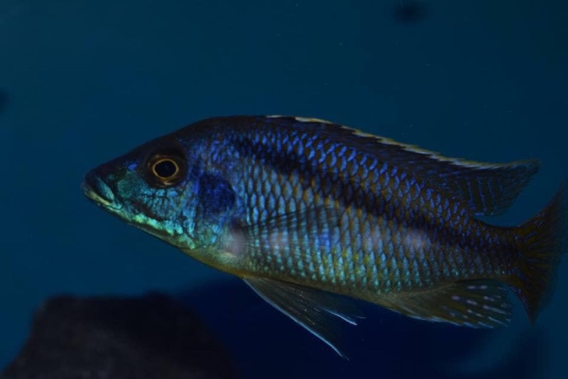Mylochromis sp. 'lateristriga makanjila' Hai Reef